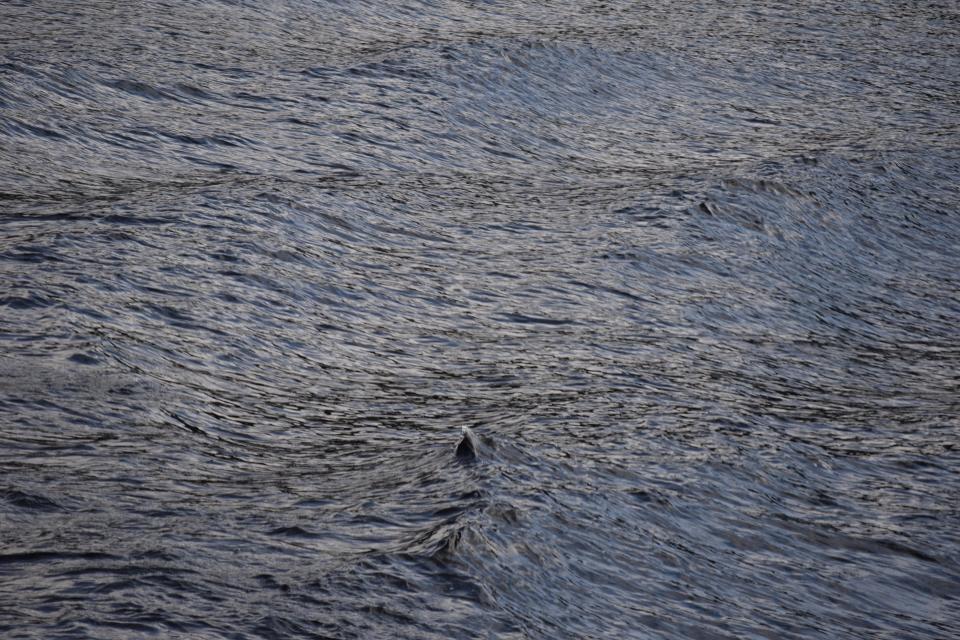  A school boy was convinced he'd seen Nessie during a 2017 family holiday