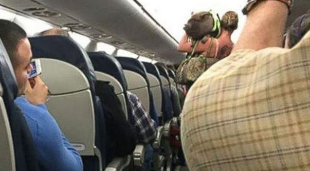  A plane passenger was given her marching orders after her havoc-wreaking hog began walking up and down the aisles of a flight