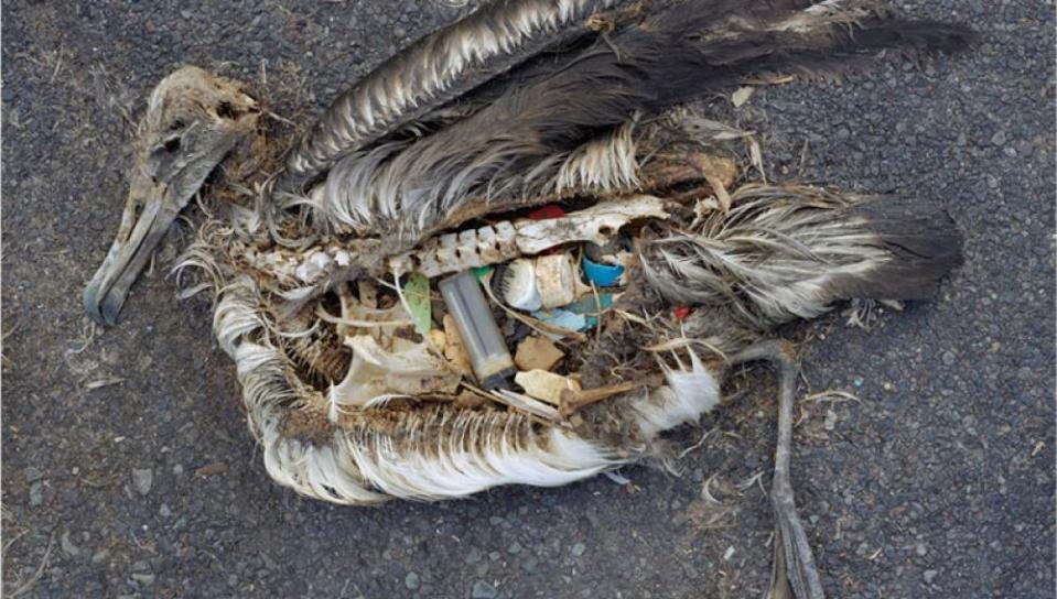  The plastic-packed stomach of a dead albatross