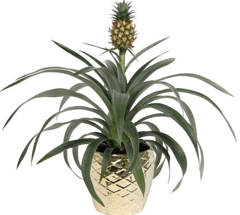  Pineapple plants are said to reduce snoring thanks to their night-time oxygen production