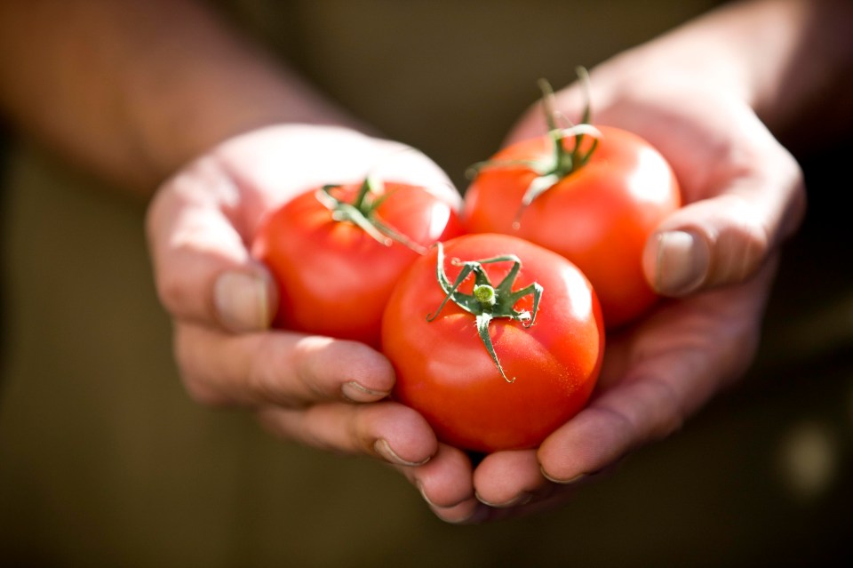 Tomatoes are also rich in lectins