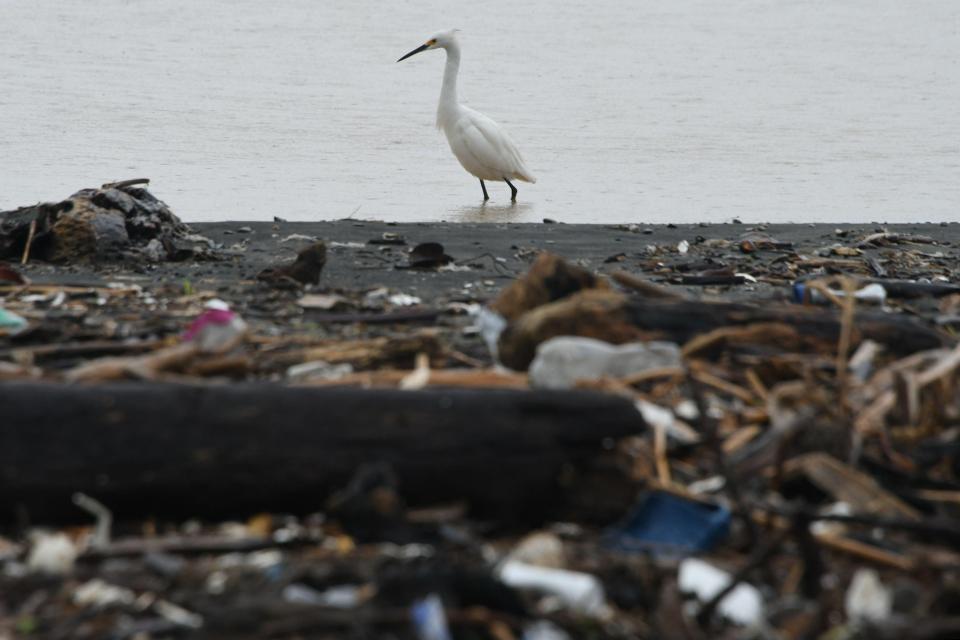  Marine life is being suffocated and poisoned by the trash