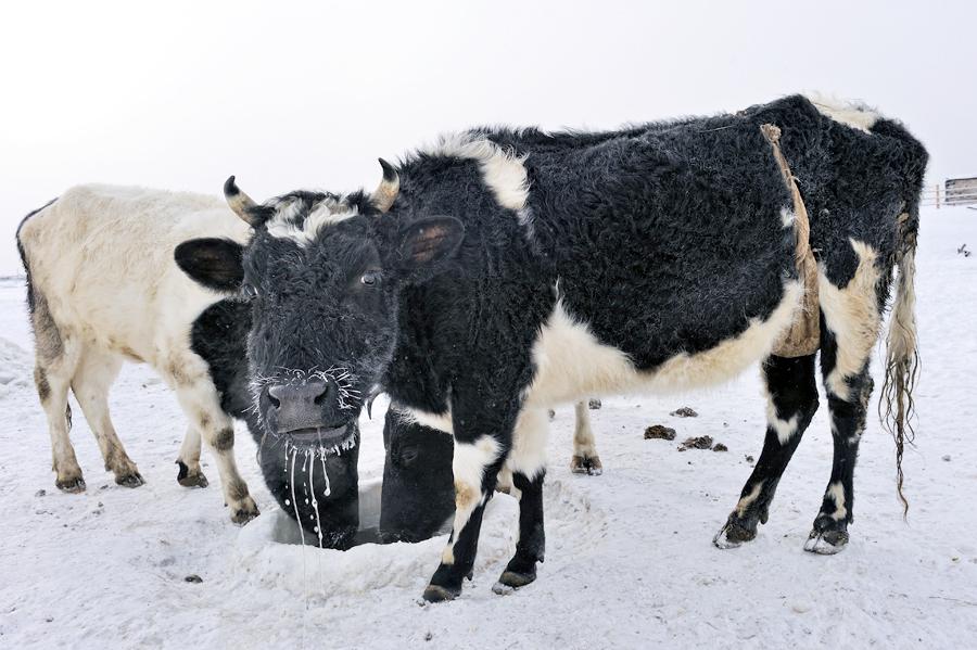  Our cows wear specially fitted “bras” to give their udders protection when temperatures are below -25C.