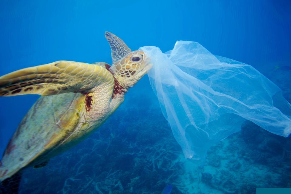  The plastic we generate is gradually suffocating the world's oceans and the creatures they support