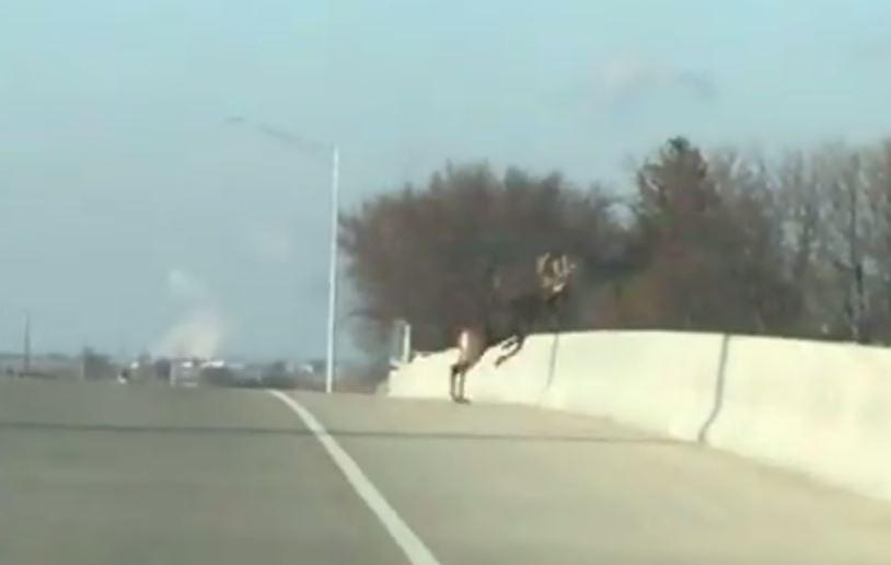  Video filmed by a motorist shows a stag running across a motorway and leaping over the side of a bridge