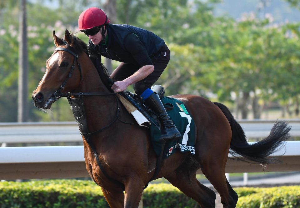  Highland Reel is enjoying being back in Hong Kong