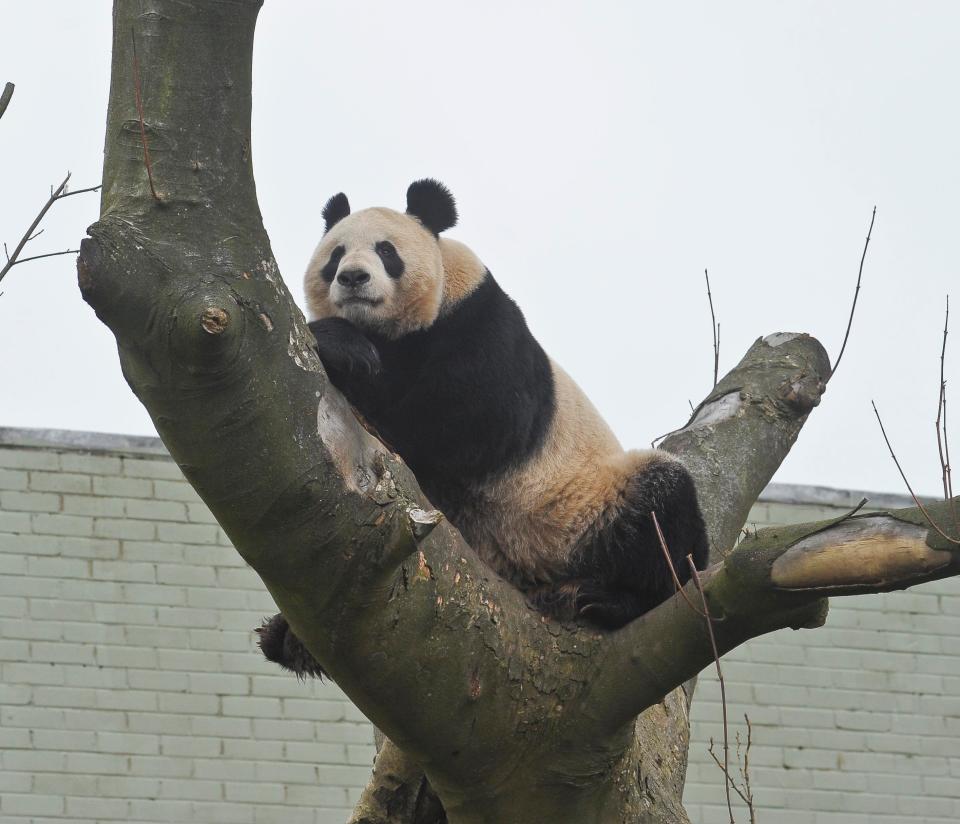  The PM's private secretary explained Thatcher's decision not to travel with Chi Chi, explaining 'pandas and politicians are not happy omens'