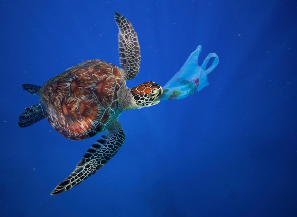 Plastic pollution in the sea is having a devastating effect on wildlife and their habitats