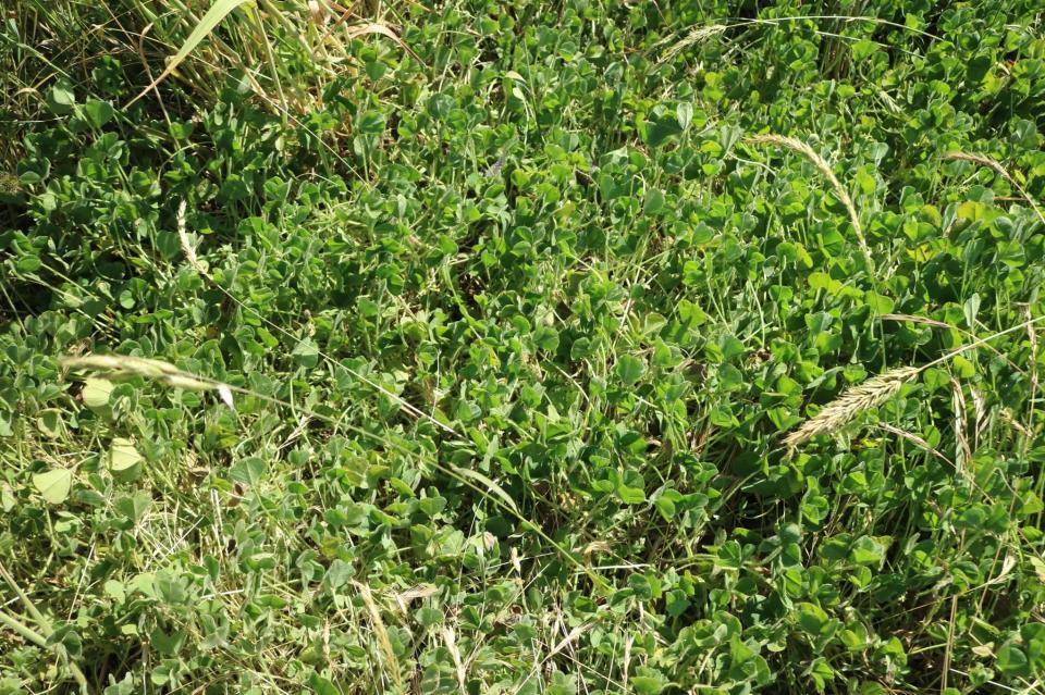  This picture showing a lowland copperhead snake hiding in grass has left Facebook users scratching their heads