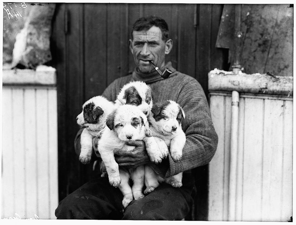  Second Officer, Tom Crean, also known as the Irish giant, cuddles four puppies