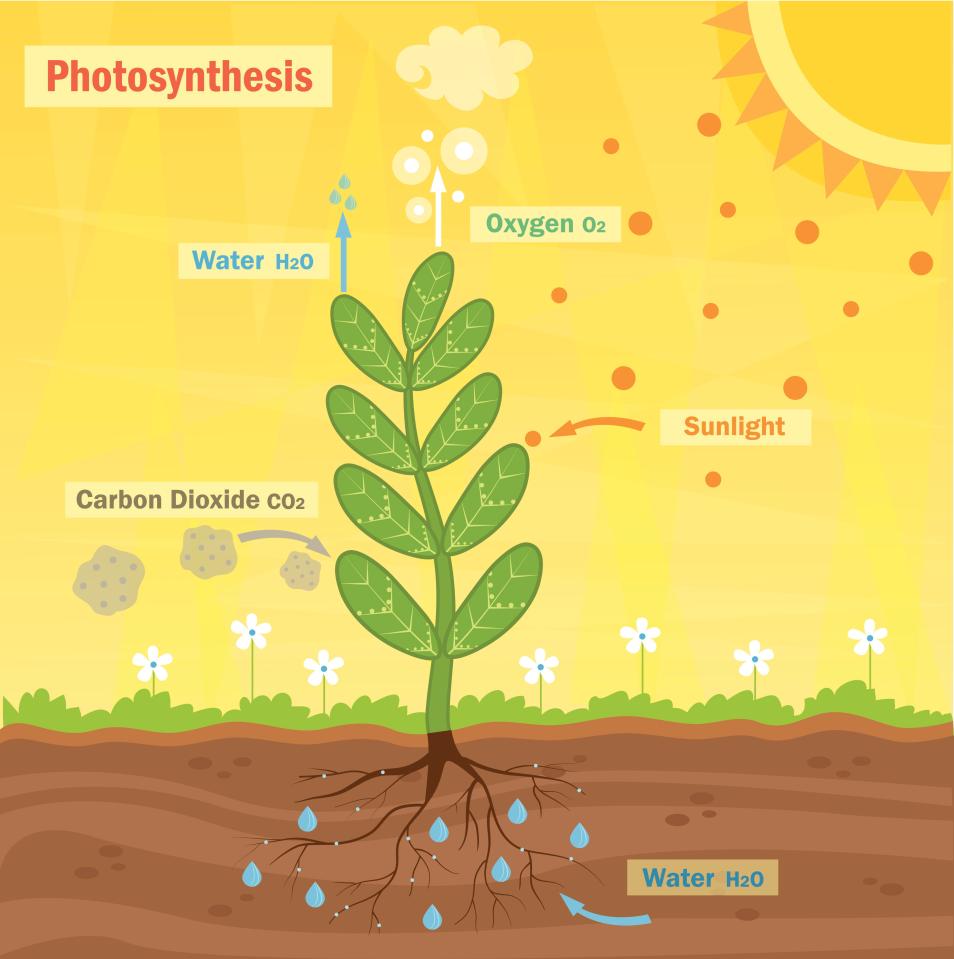  Ingenhousz made the groundbreaking discovery of photosynthesis