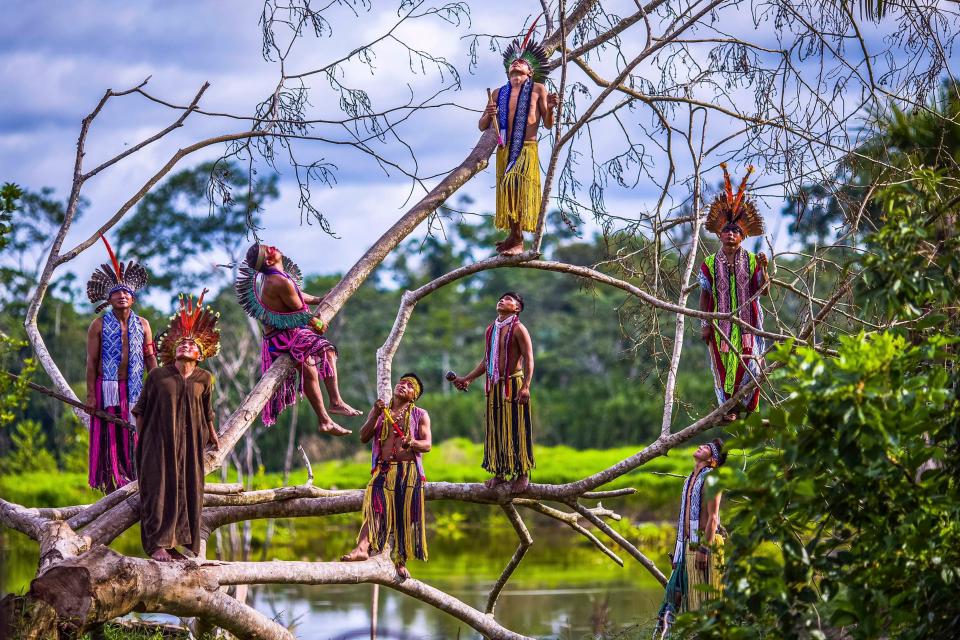  Kaxinaw Indians balance perfect on tree branches in the Amazon, in the state of Acre, Brazil