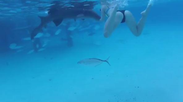  A large shark lunges at Sarah Illig's outstretched arm in dramatic video footage