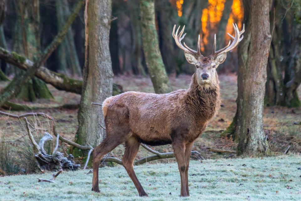  A stag stands on the frosty ground at Ashley Heath, Dorset, during a chilly snap of cold weather