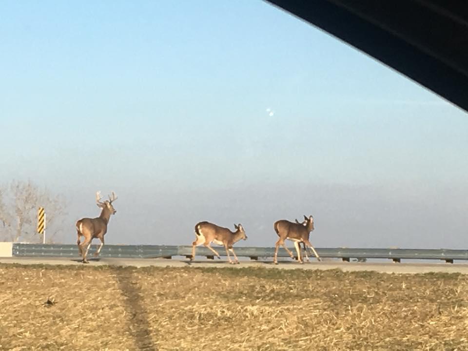  The small herd were first seen running in a confused state on the other side of the road