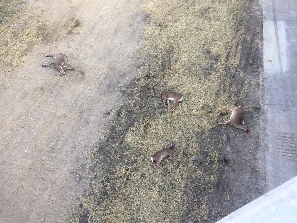  The four bloody corpses on the ground beneath the bridge