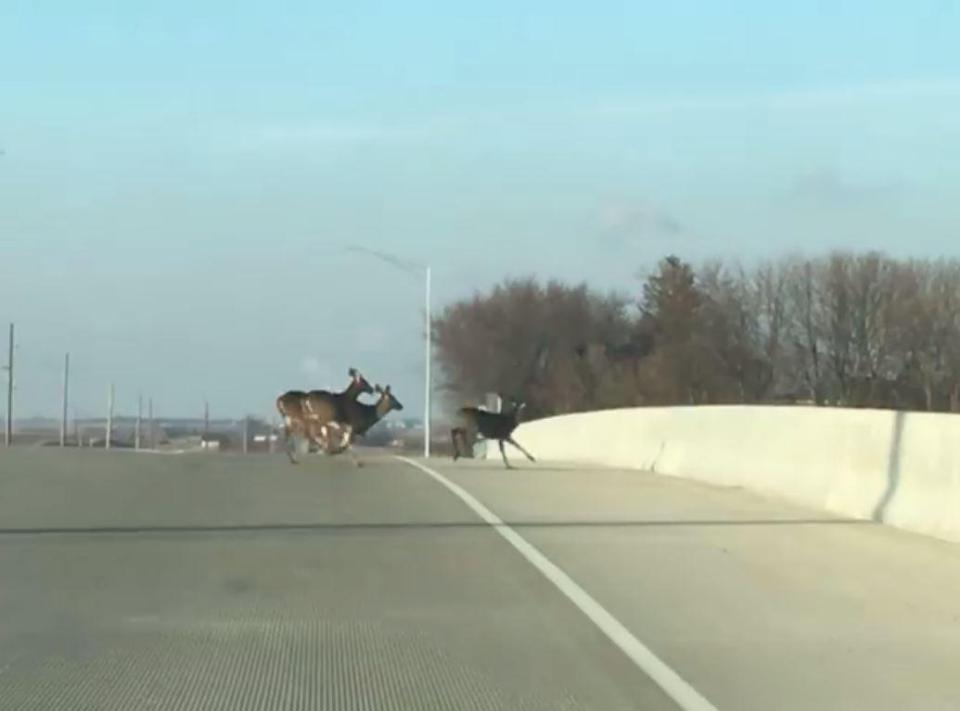  The male is followed across the road by three females