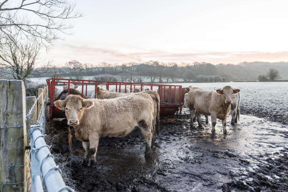  It was a cold, bright and crisp morning in the New Forest following hard overnight frost and clear skies