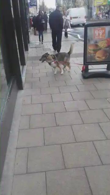 The dog was filmed dragging the sign inside the fast food joint