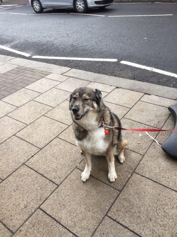 The pooch dragged the sign 20ft into the shop after it spotted its owner in the queue