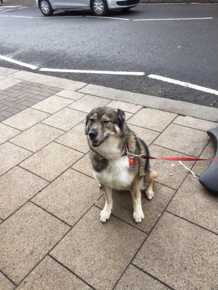  The pooch dragged the sign 20ft into the shop after it spotted its owner in the queue