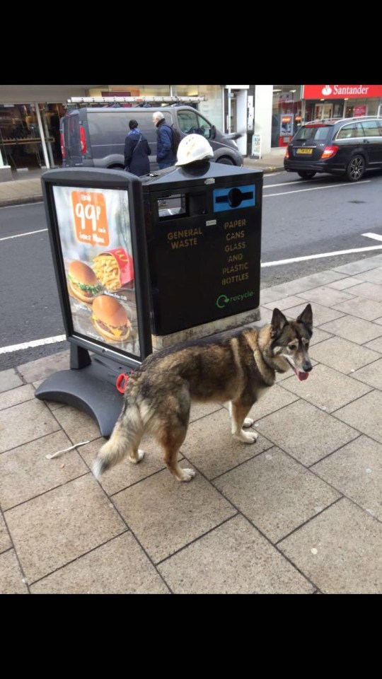 The misbehaving canine was tied to a advertising board outside a McDonald’s