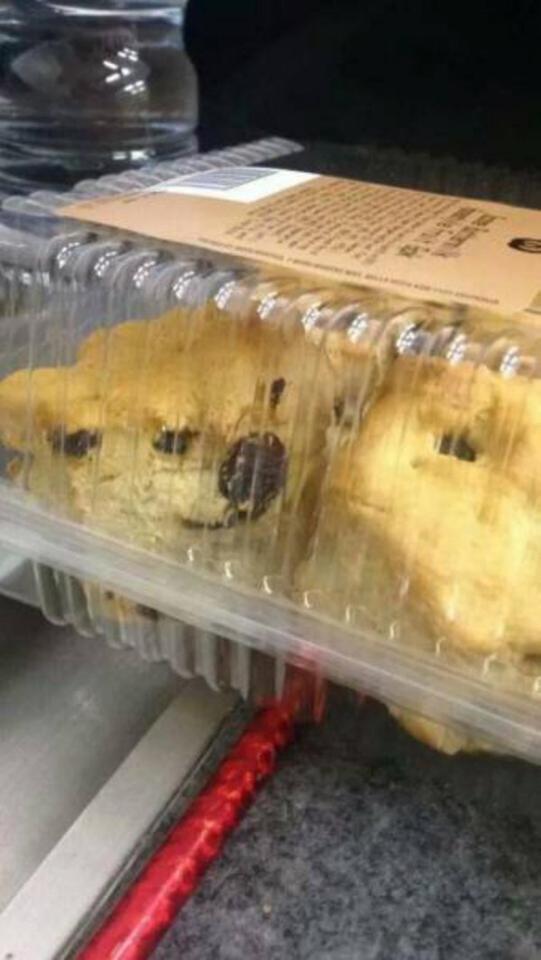  What looks like a dog and a guinea pig having a chat in a box is in fact some scones