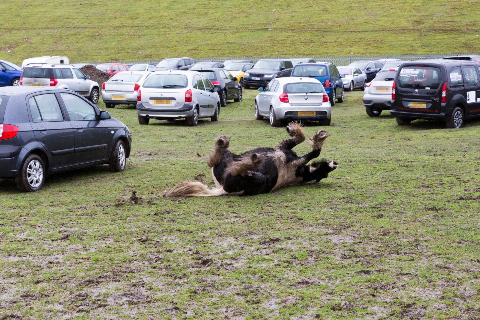 A playful horse rolls around the muddy ground near parked vehicles