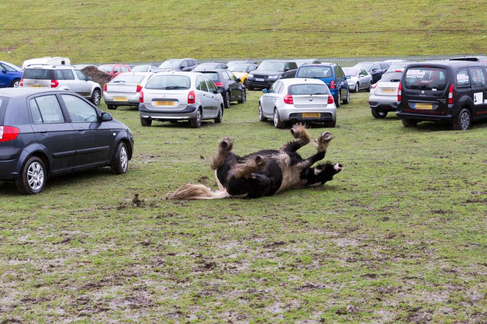  A playful horse rolls around the muddy ground near parked vehicles