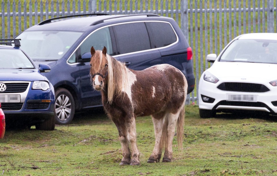 The horse has escaped from nearby