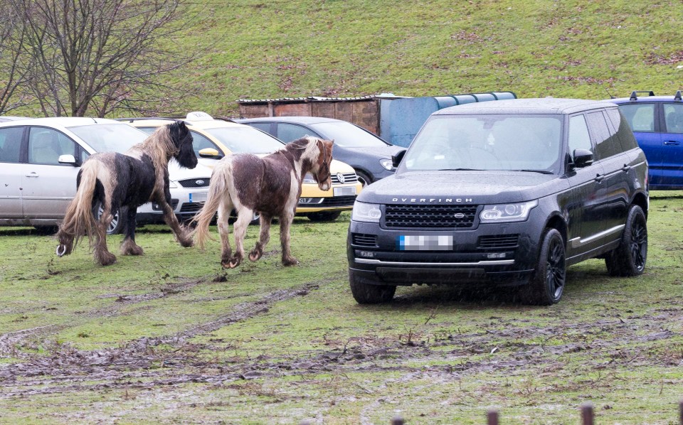 Dirty horses walk by an £80,000 Range Rover