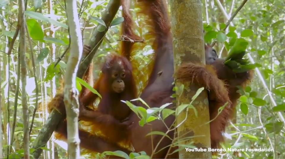  Brainy orangutans could hold medical secrets previously unknown until now