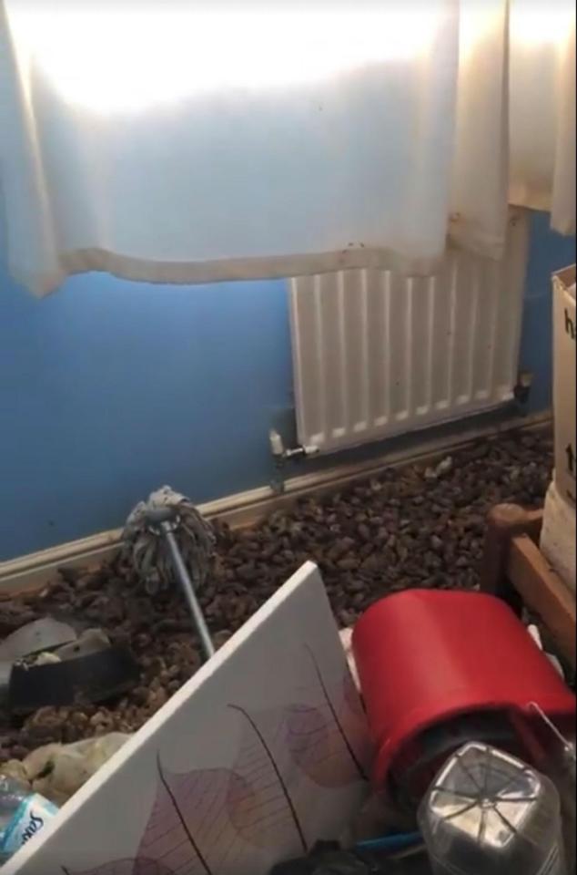  This is the disgusting dog poo covered mess left behind by a tenant from hell