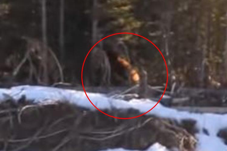  The footage has sent the internet wild with claims this is final proof that the beast exists