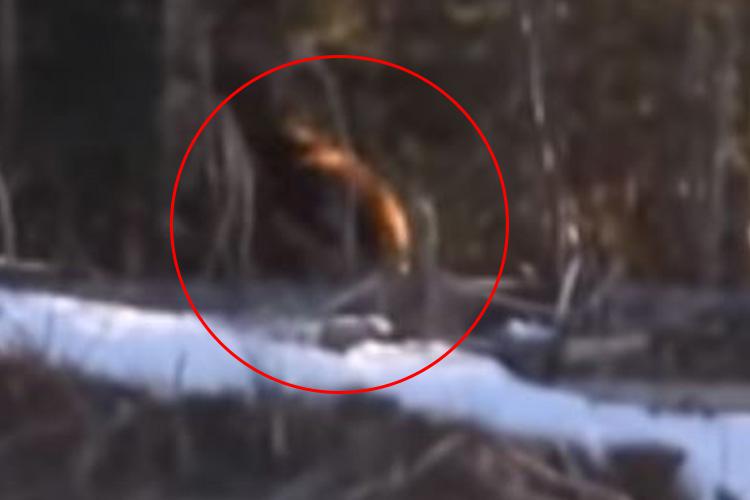  The clip shows some sort of animal with its back to the camera