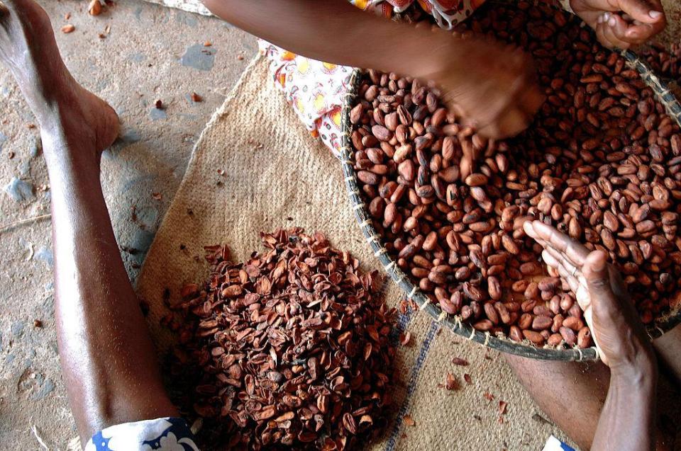  Cocoa is produced from the seeds of the cacao tree, a vital cash crop around the world