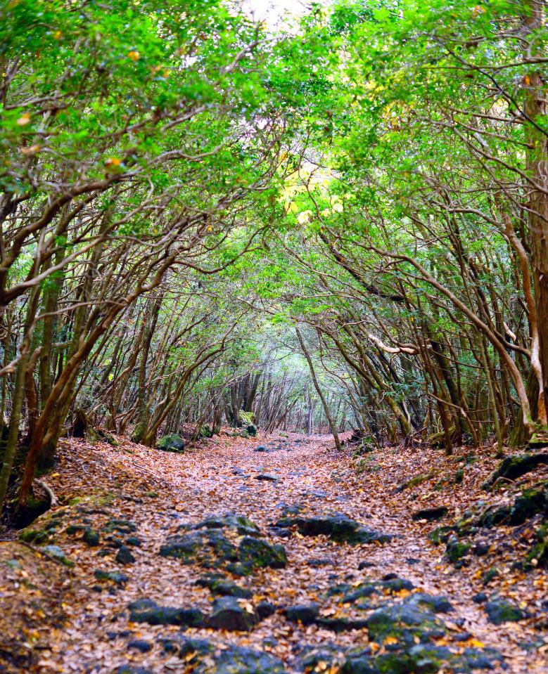  The Aokigahara forest in Japan is known to be a frequent site for suicides