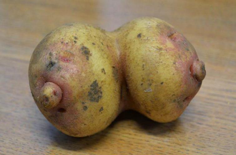 These potatoes look uncannily like a pair of breasts - albeit in root vegetable form