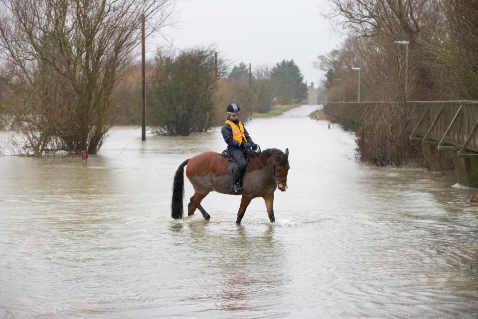  A horse and rider make their way through flooded roads today in Sutton Gault, Cambridgeshire