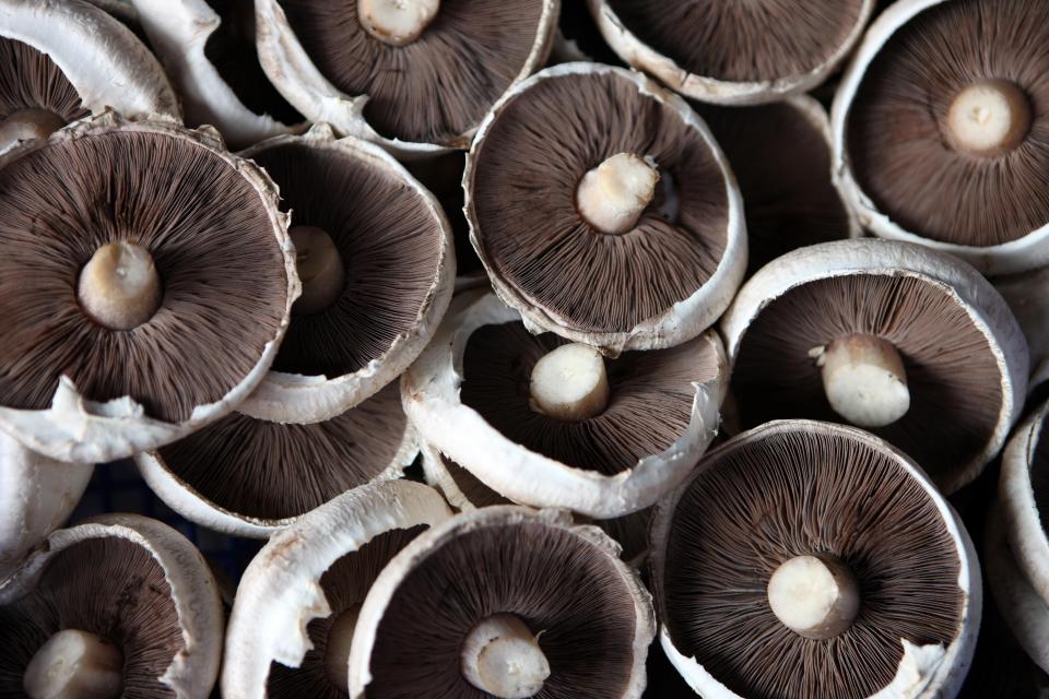  Mushrooms are a powerful antioxidant and packed full of vitamins