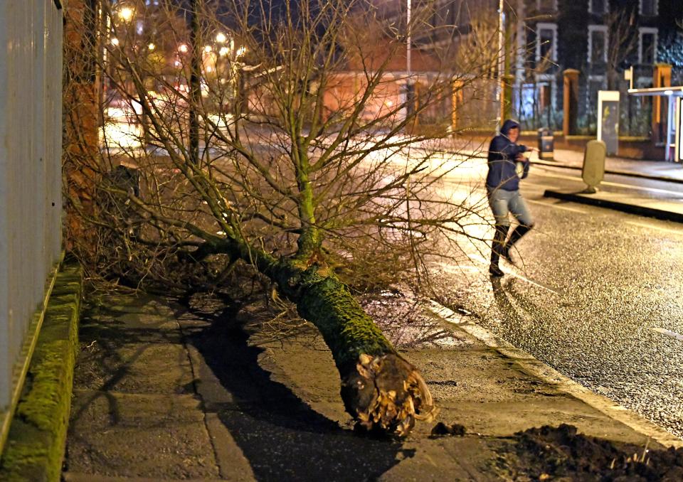  Trees were blown down by the strong winds in Belfast