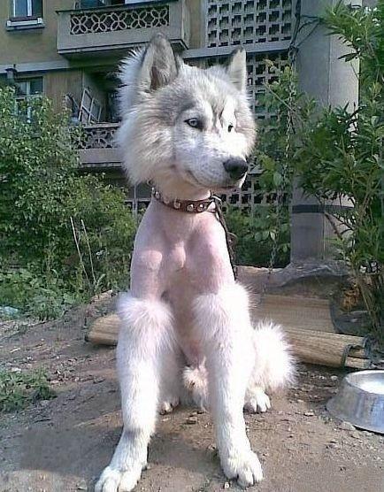  The groomer got carried away on this pooch