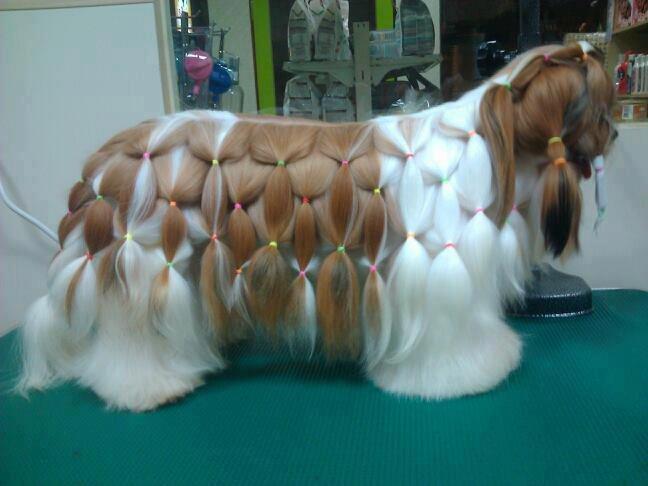  This dog looks more like a horse with those rubber bands