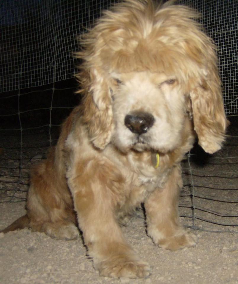  This pooch doesn't seem at all happy about his fringe