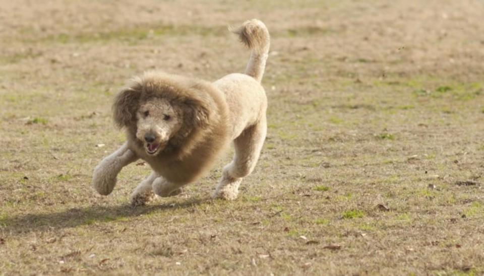  This lion inspired haircut seems to be going down well