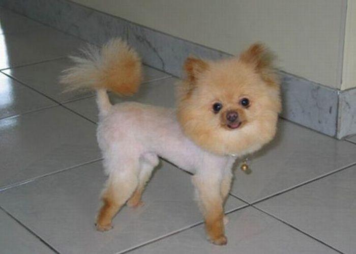  The groomer got a bit too carried away here