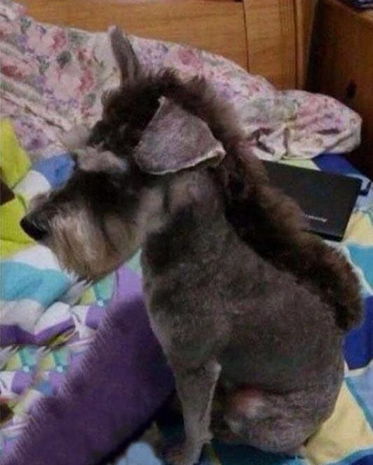  This mohawk makes the pooch look more like a donkey