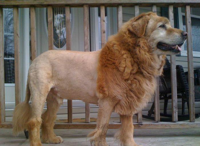  Another lion-style haircut