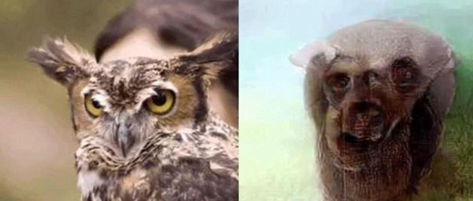  The colour and shape of this owl closely match the image generated by a computer 'seeing' inside a volunteer's mind