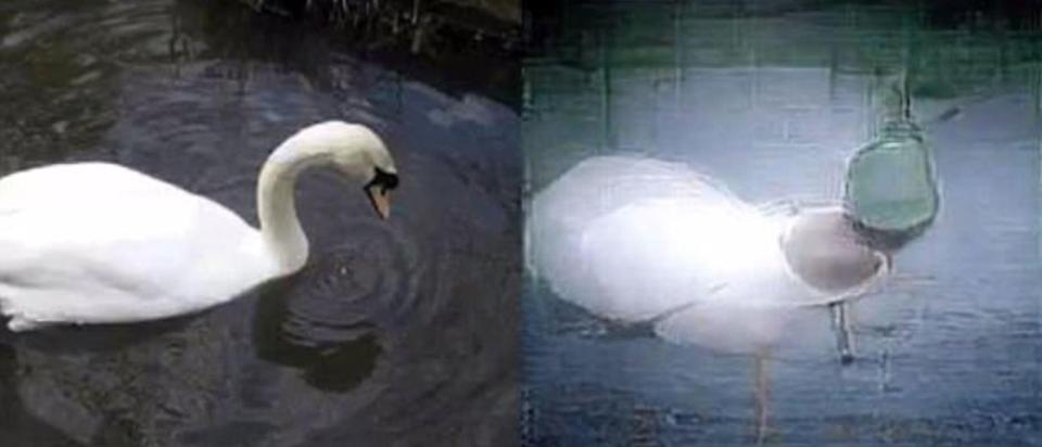  This swan was another natural image that the neural network was able to recreate based on brain signals